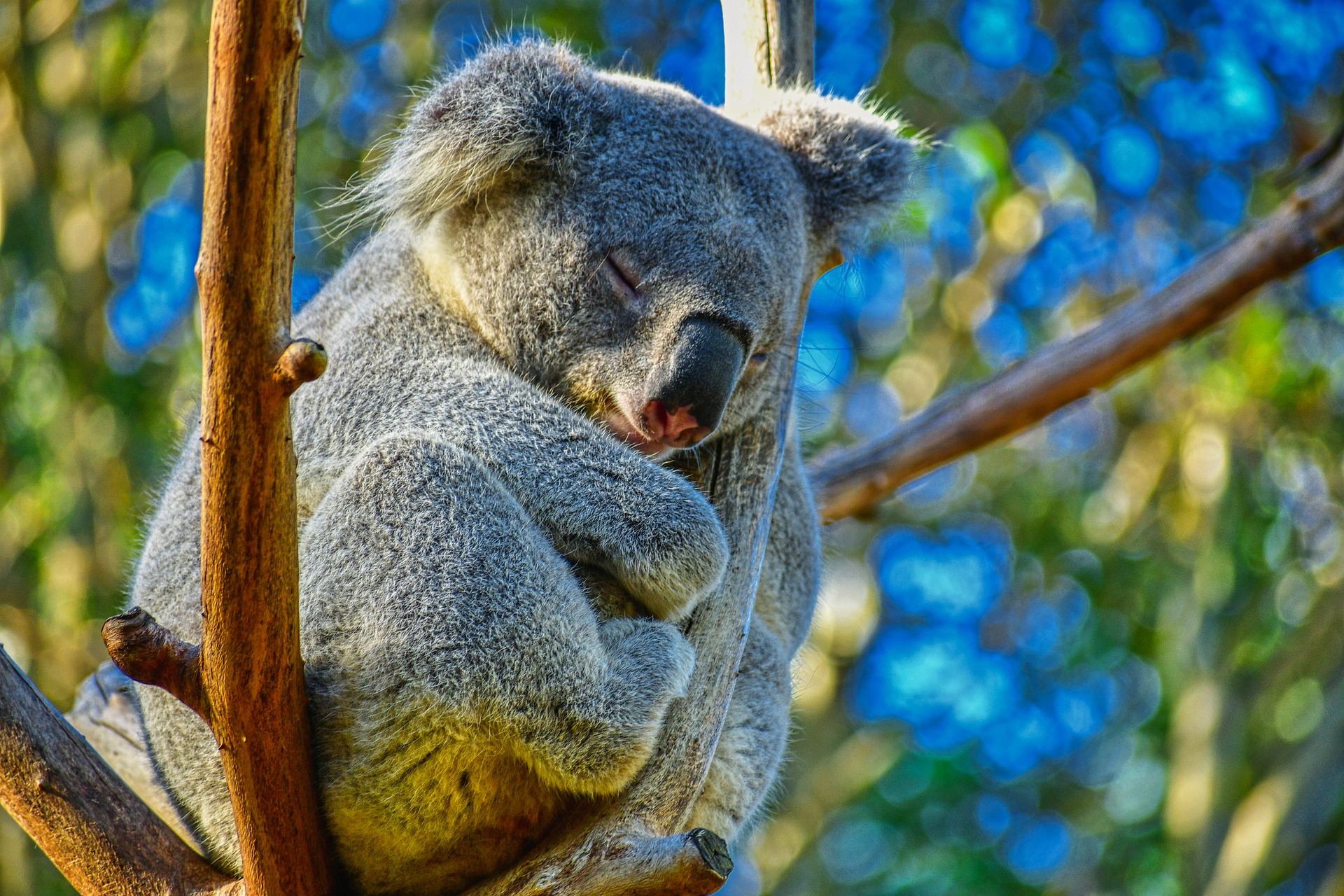 koala sleeping in a tree