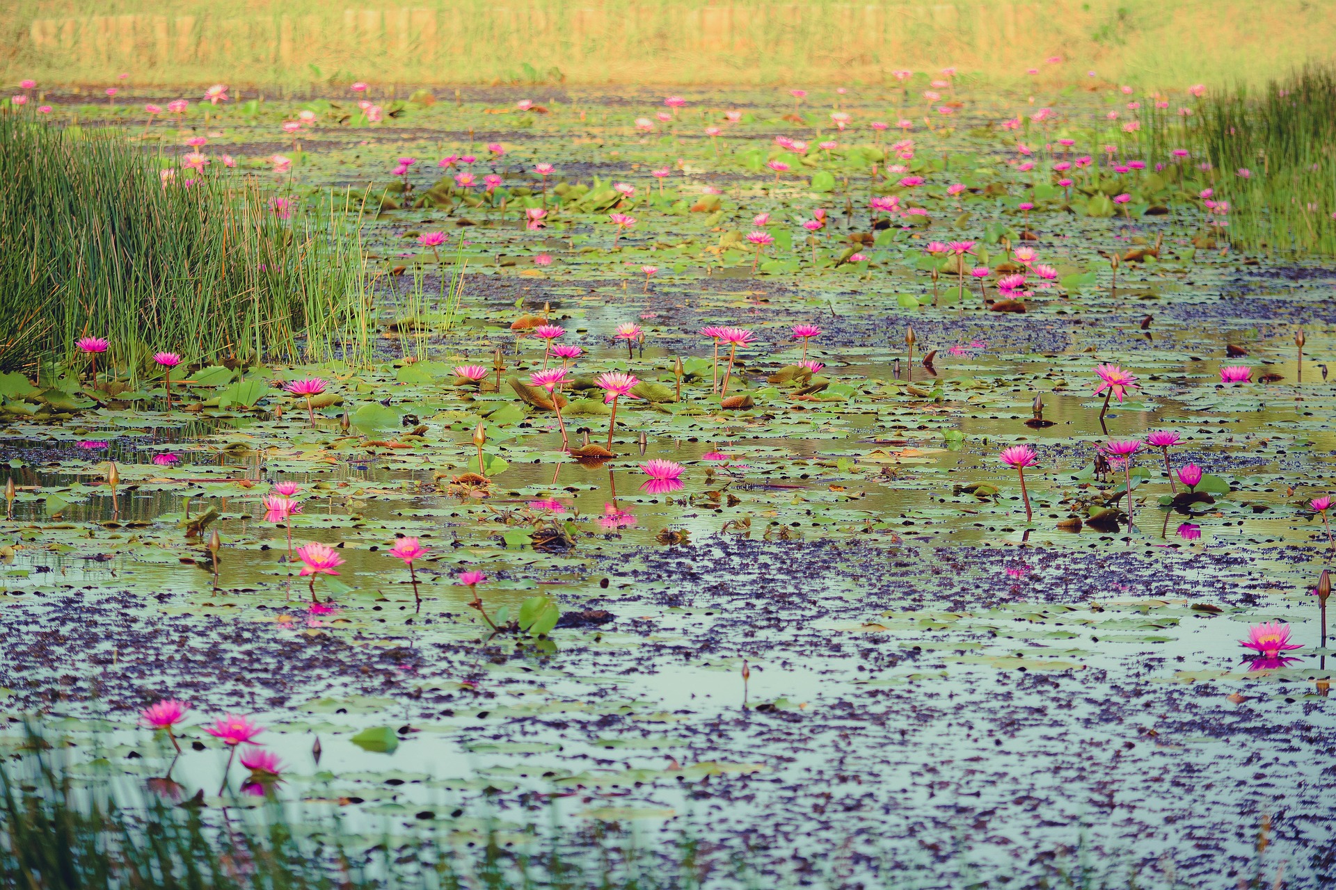 Pond pink water lilies and reeds