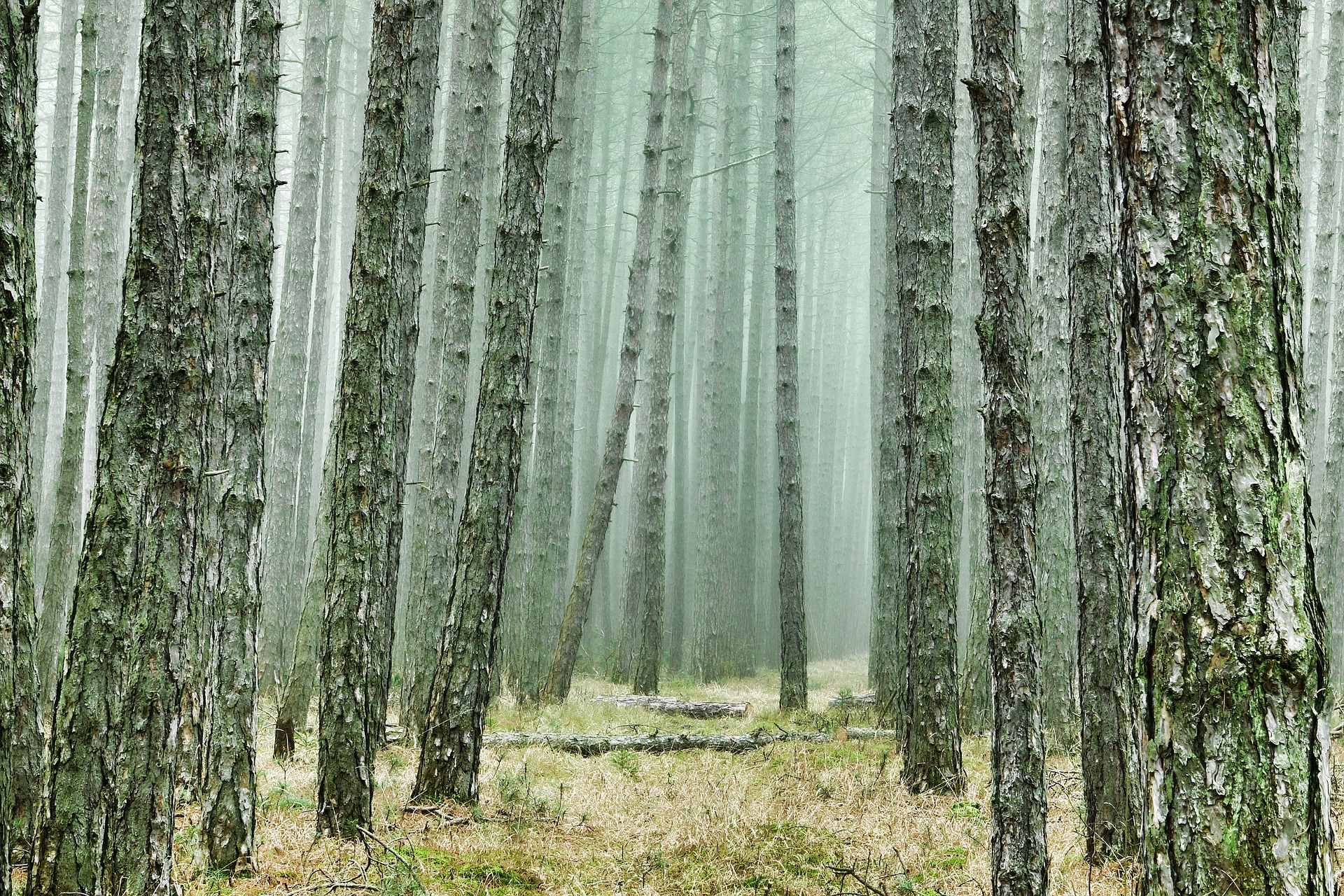 forest