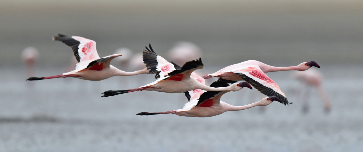 Ours. S. Lesser flamingoes in flight at Lake Natron in Tanzania