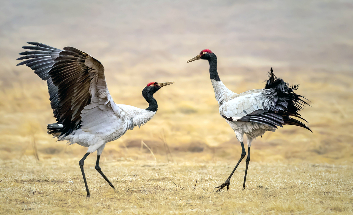 Ours. S. Two black-necked cranes