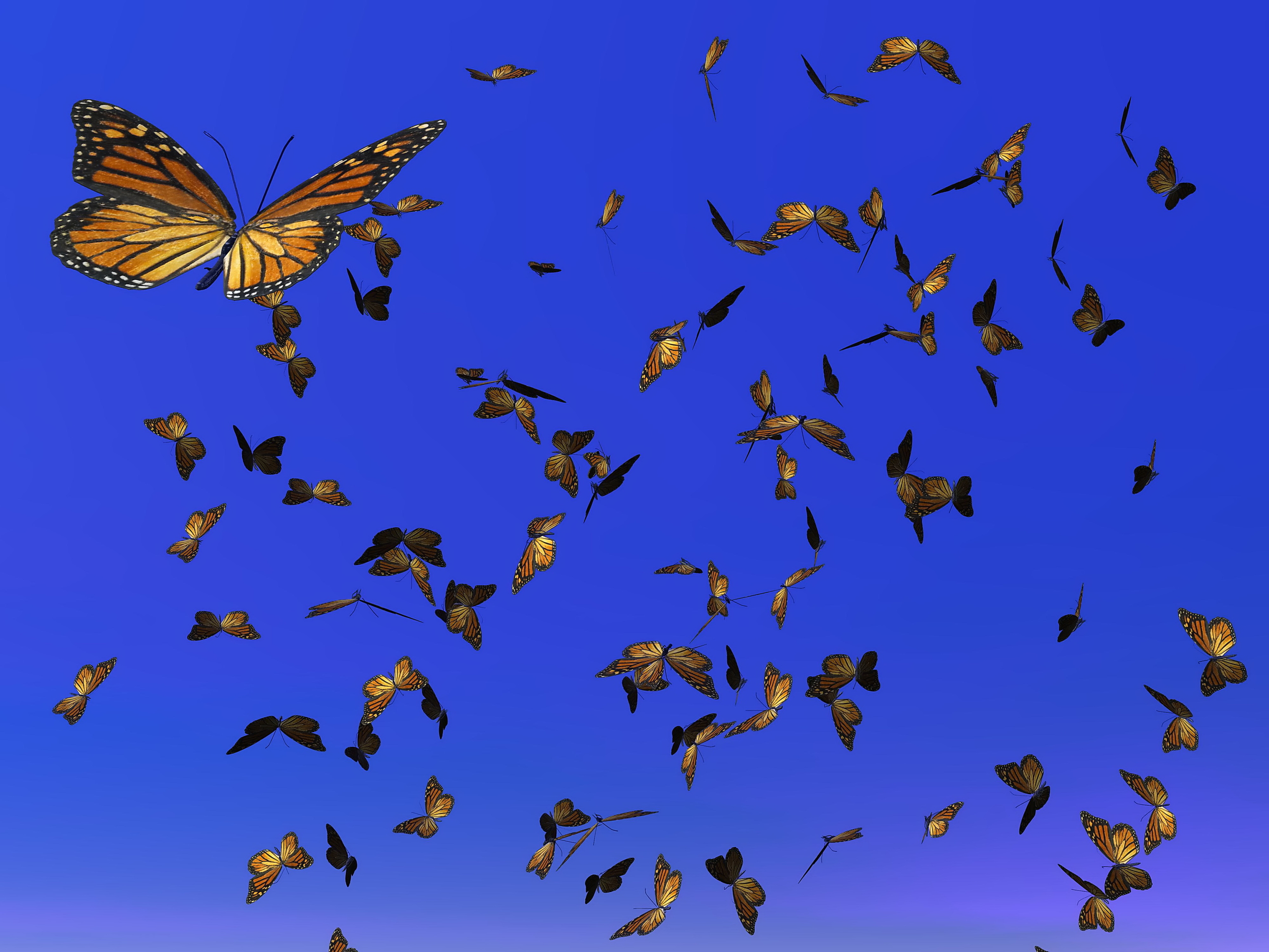 Monarch butterflies in flight against a deep blue sky