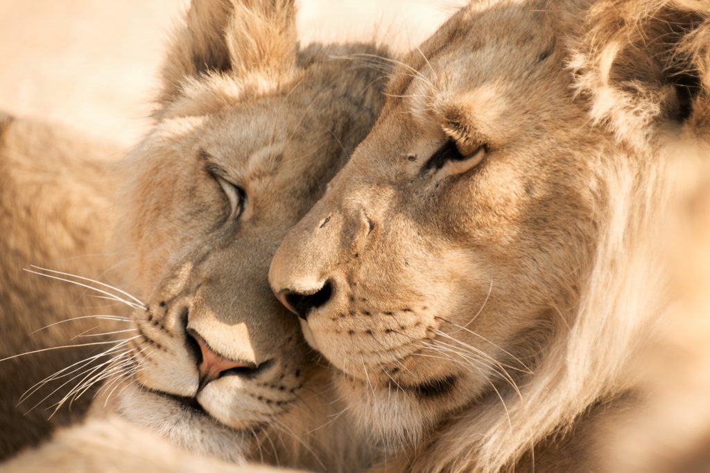 Close-up-of-two-lions-1024x683.jpg