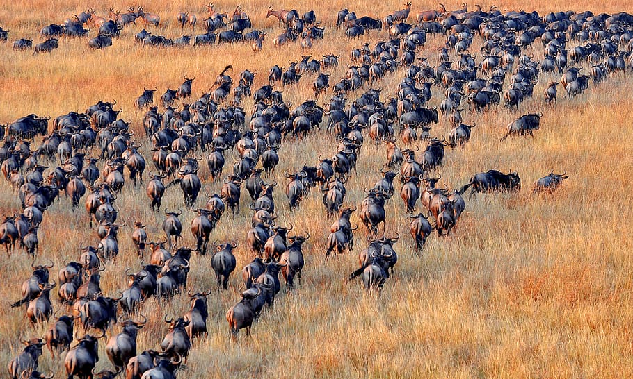 Wildebeests_safari_Tanzania_great_migration.jpg