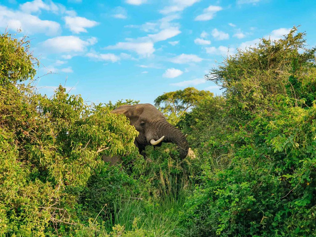 Elephant-on-safari-in-Tanzania-1024x768.jpg