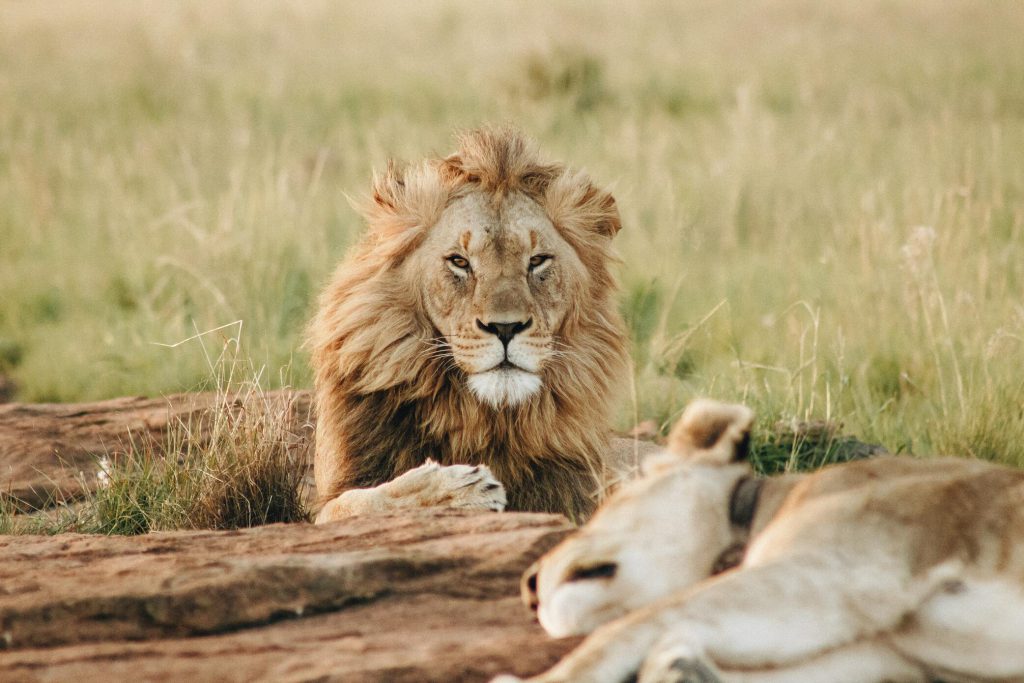 Male-lion-looking-at-camera-1-1024x683.jpg