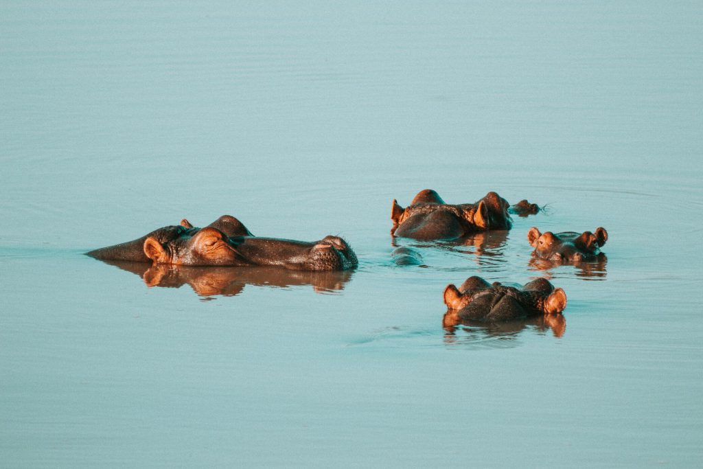 Submerged-hippos-1-1024x683.jpg