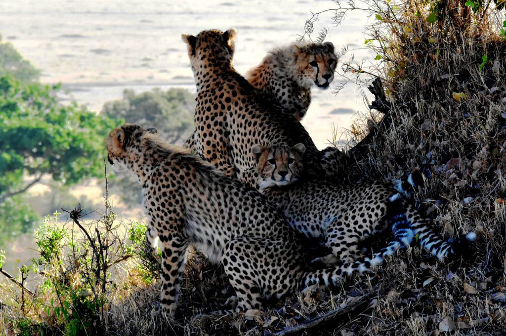 Cheetahs-Tanzania-1024x681.jpg