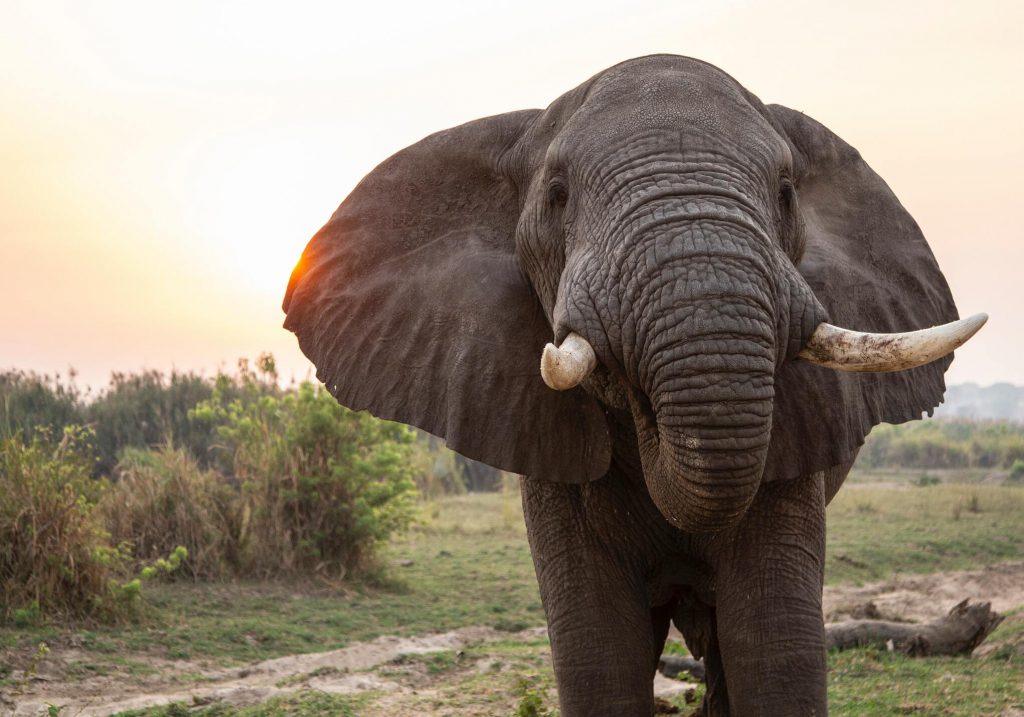 Male-elephant-1-1024x717.jpg