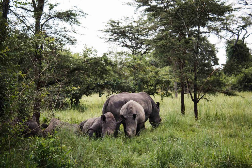 Rhinos-Uganda-1024x681.jpg