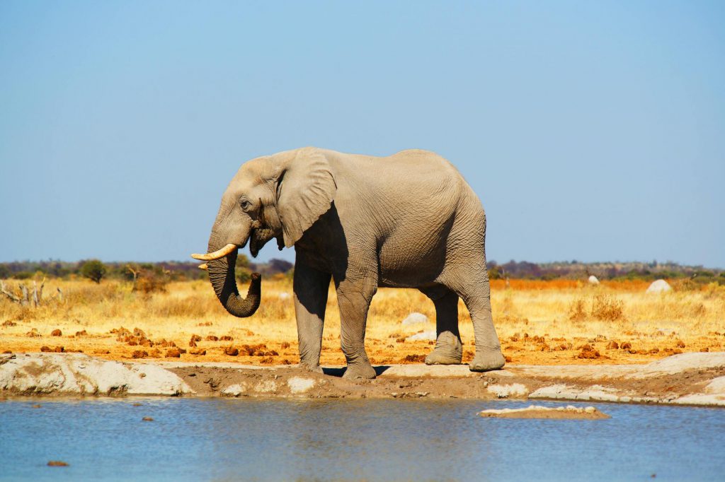 Botswana-elephant-1-1024x682.jpg