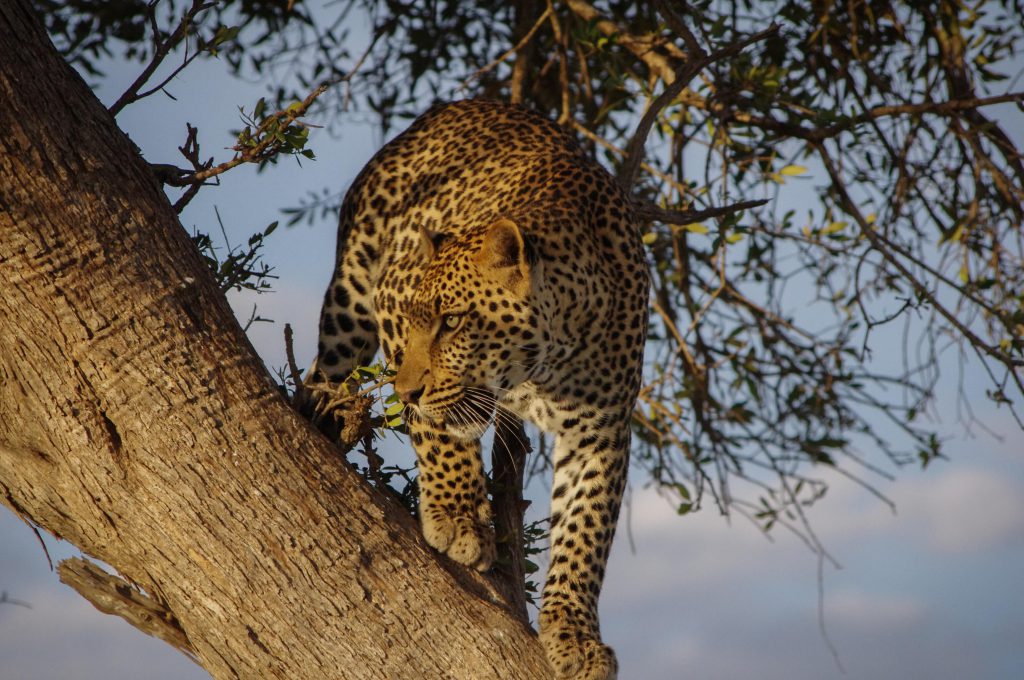 African-leopard-in-a-tree-1024x680.jpg
