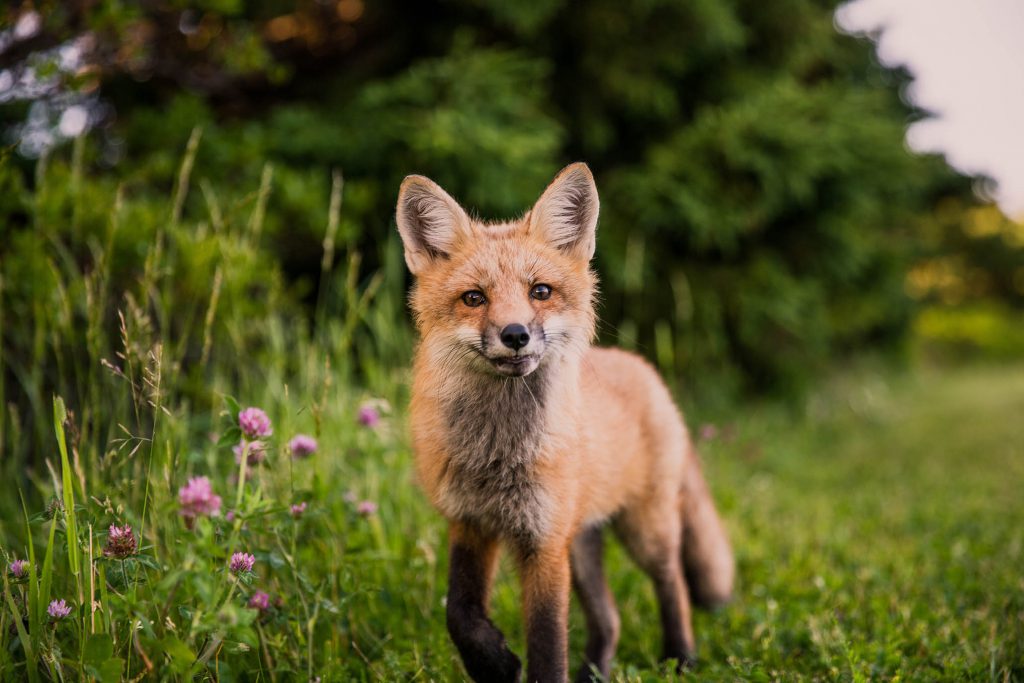 Fox-1024x683.jpg