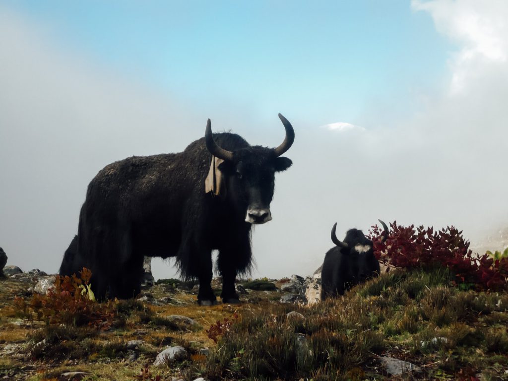 Yak-on-a-hill-at-Everest-Base-Camp-trek-1024x768.jpg