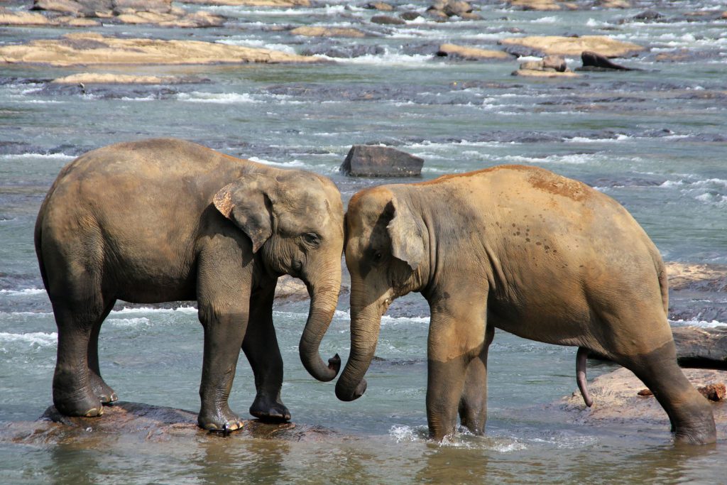 Elephants-Playing-in-Sri-Lanka-1024x683.jpg