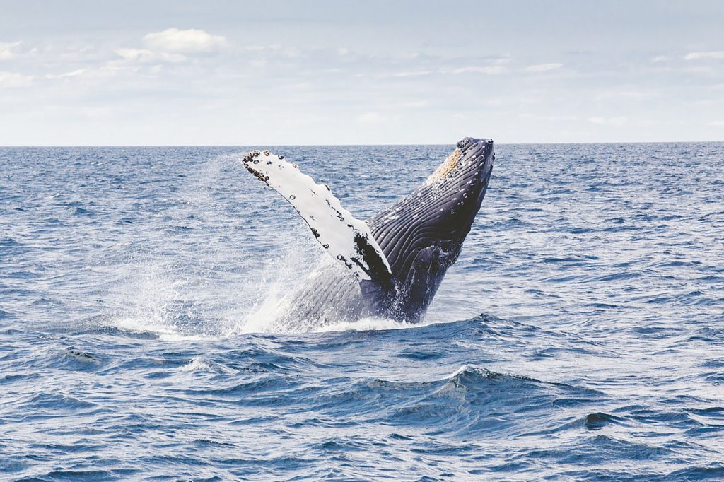 Sri-Lanka-Whale-Watching-1024x682.jpg