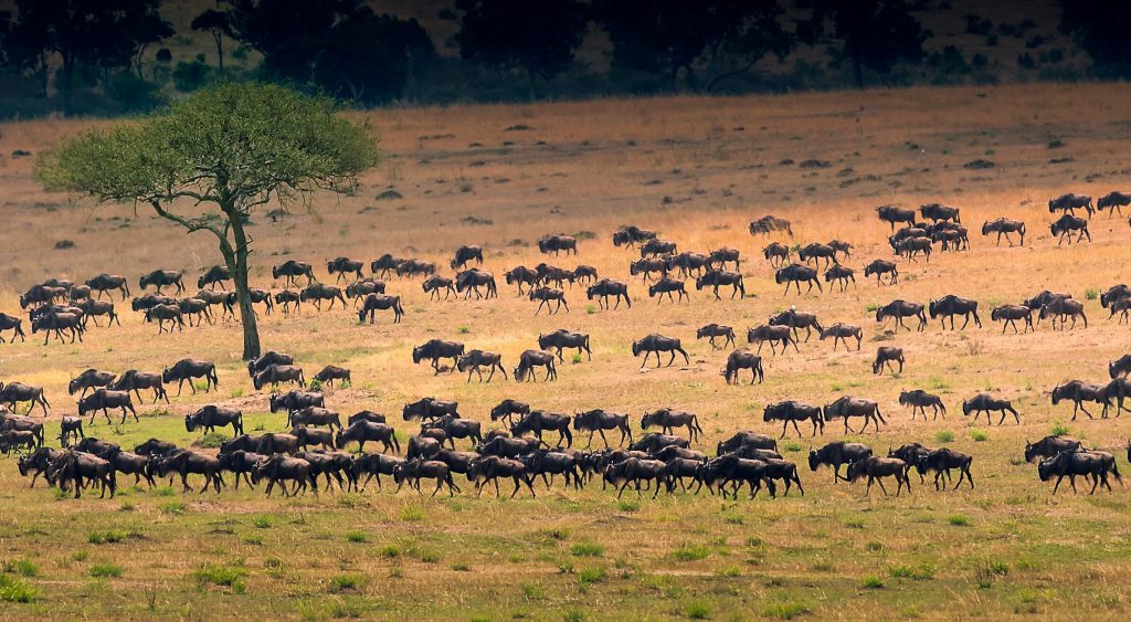 Wildebeests-herd-1-1024x563.jpg