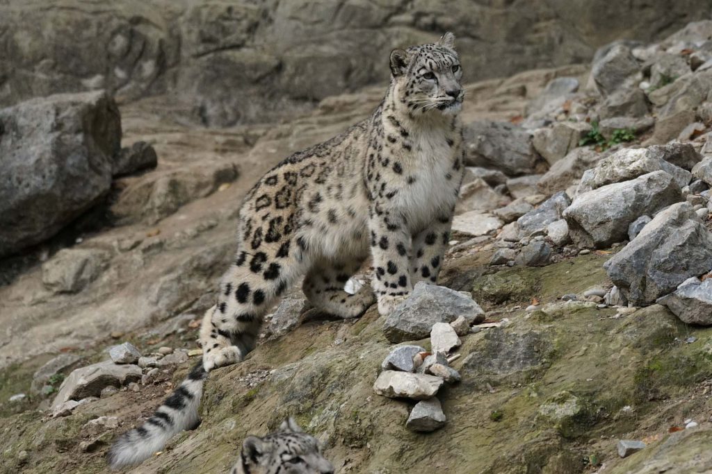 snow-leopard-1024x683.jpg