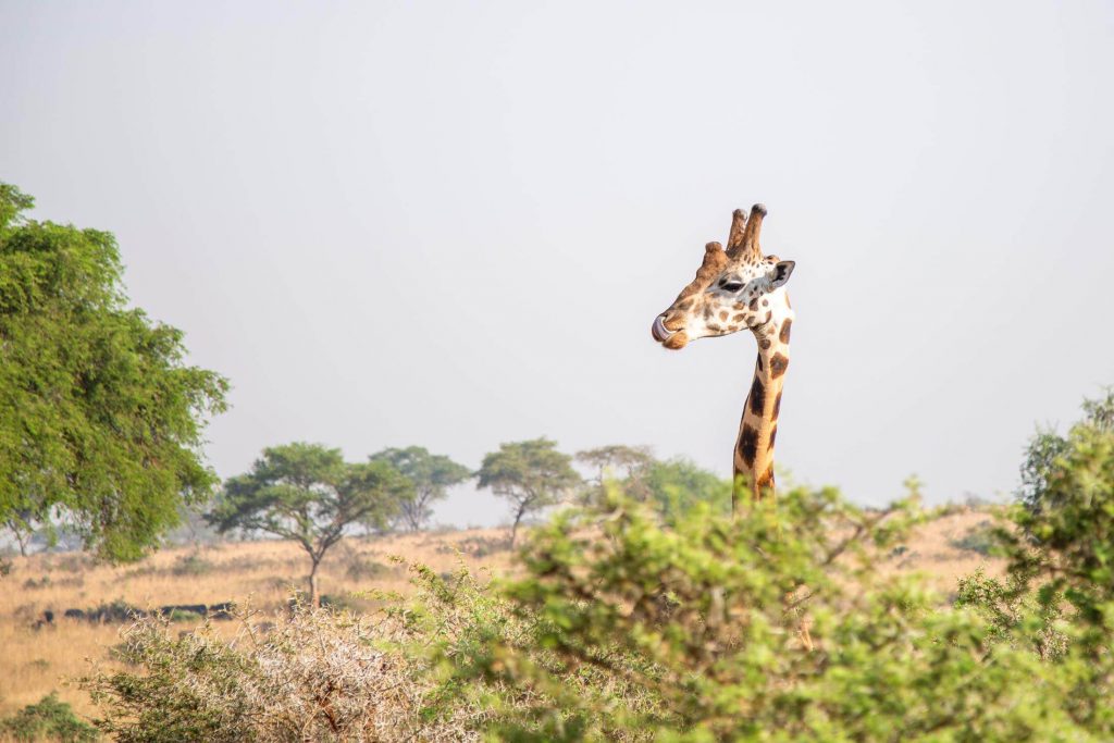 Follow-Alice-to-Uganda-6-1024x683.jpg