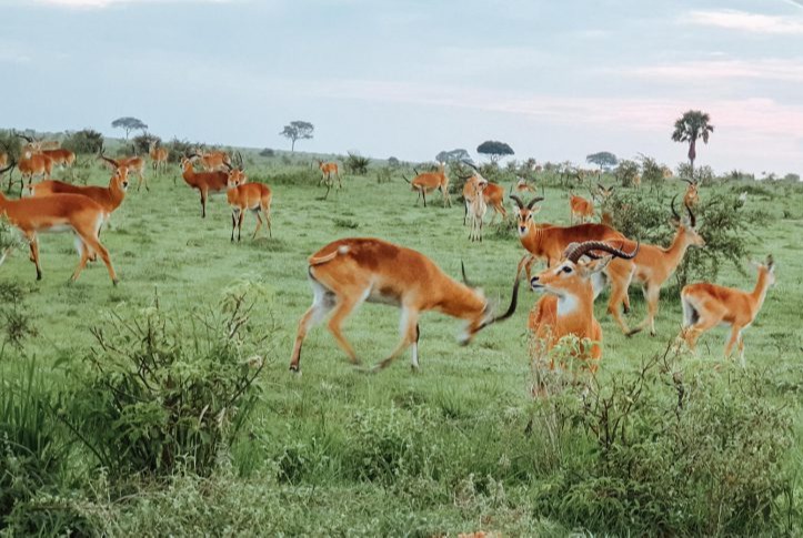 Impalas-in-Uganda-1024x485.jpg