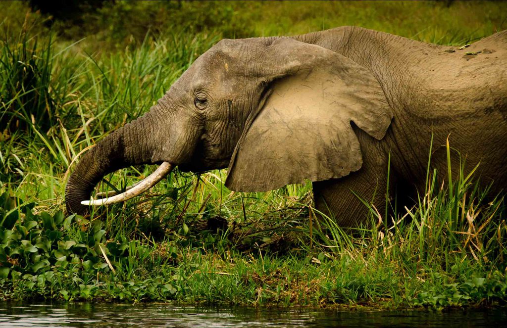 Elephant-in-Murchison-Falls-NP-1024x663.jpg