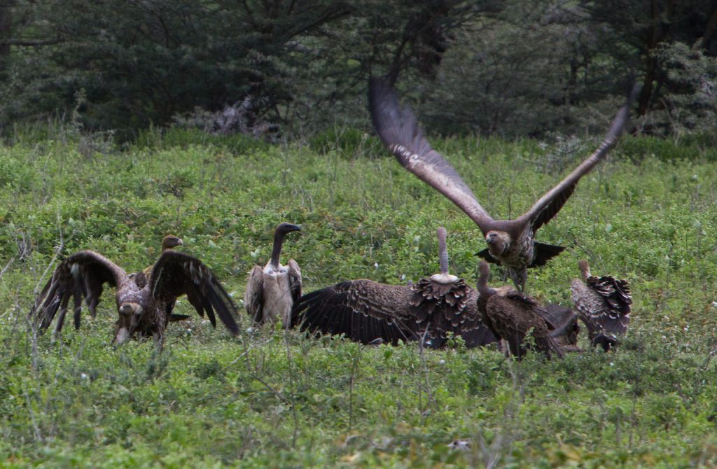 Ruepell-vultures-Ngorongoro-Crater-1024x670.jpg