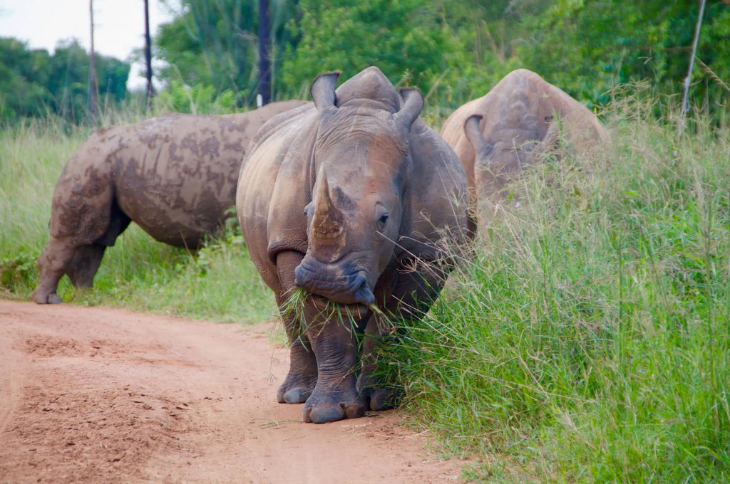 Rhino-in-Uganda-1024x680.jpg