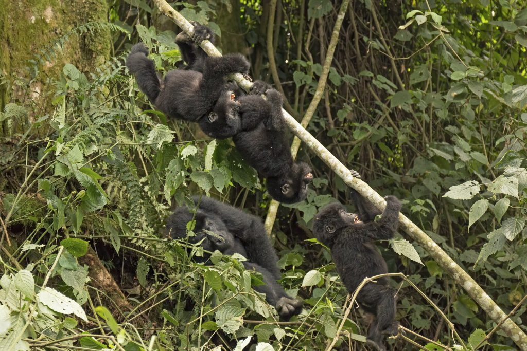 Playing-infant-mountain-gorillas-Uganda-1024x683.jpg