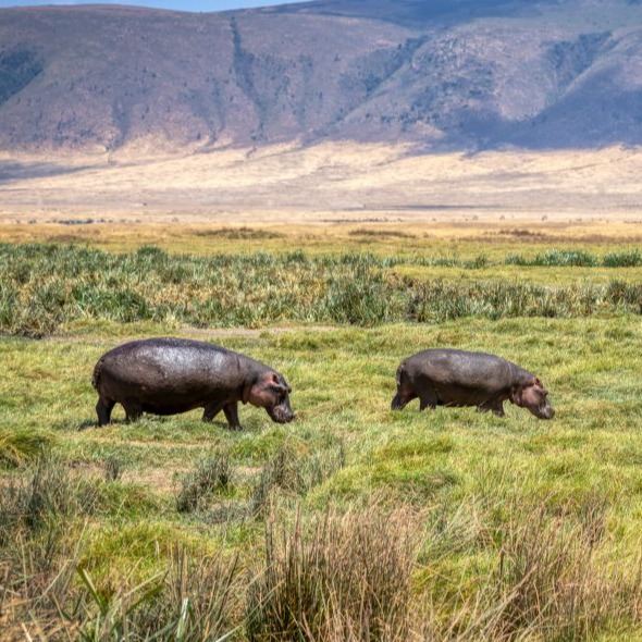 Hippos-Ngorongoro-Crater-1024x669.jpg