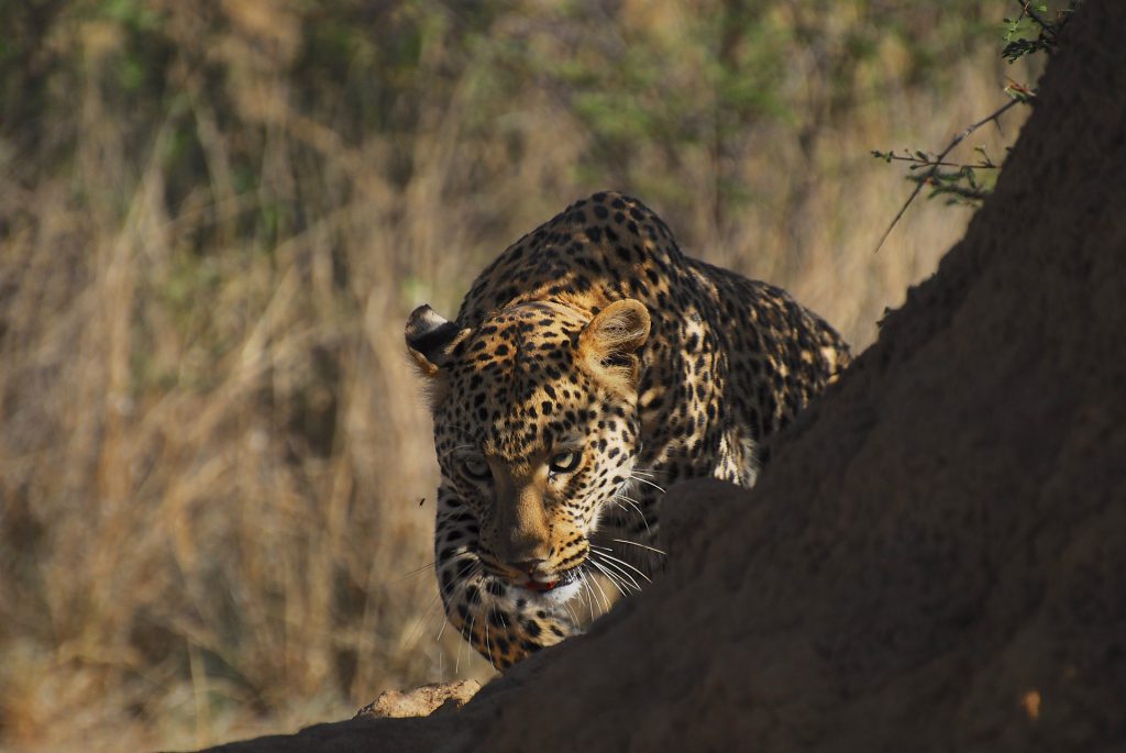 African-leopard-walking-around-tree-trunk-1024x685.jpg