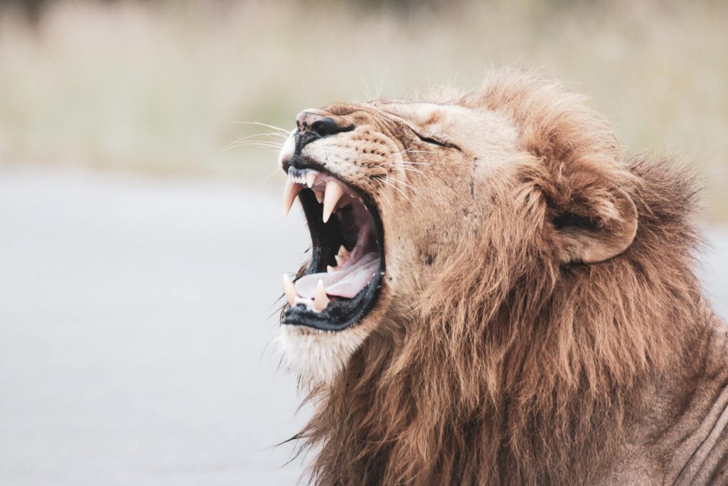 Close-up-of-yawning-lion-1024x683.jpg