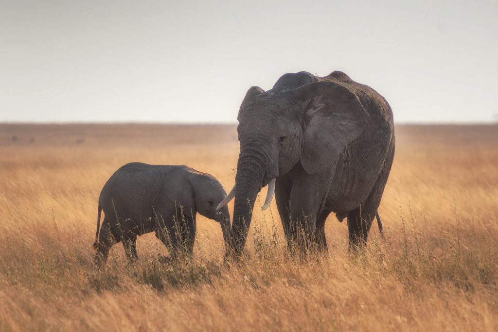 Mother-and-calf-elephants-1-1024x684.jpg