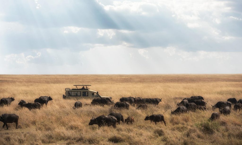 Cape-buffalo-herd-1024x615.jpg
