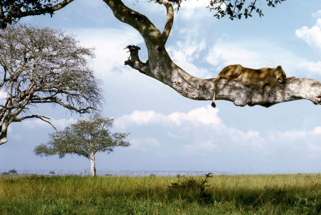 Lionness-sleeping-in-a-tree-in-Ishasha-Queen-Elizabeth-NP-1024x687.jpg