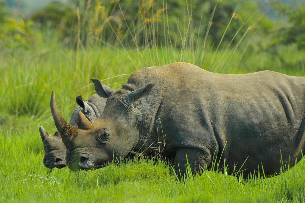 Rhinos-in-lush-grass-Uganda-1024x682.jpg