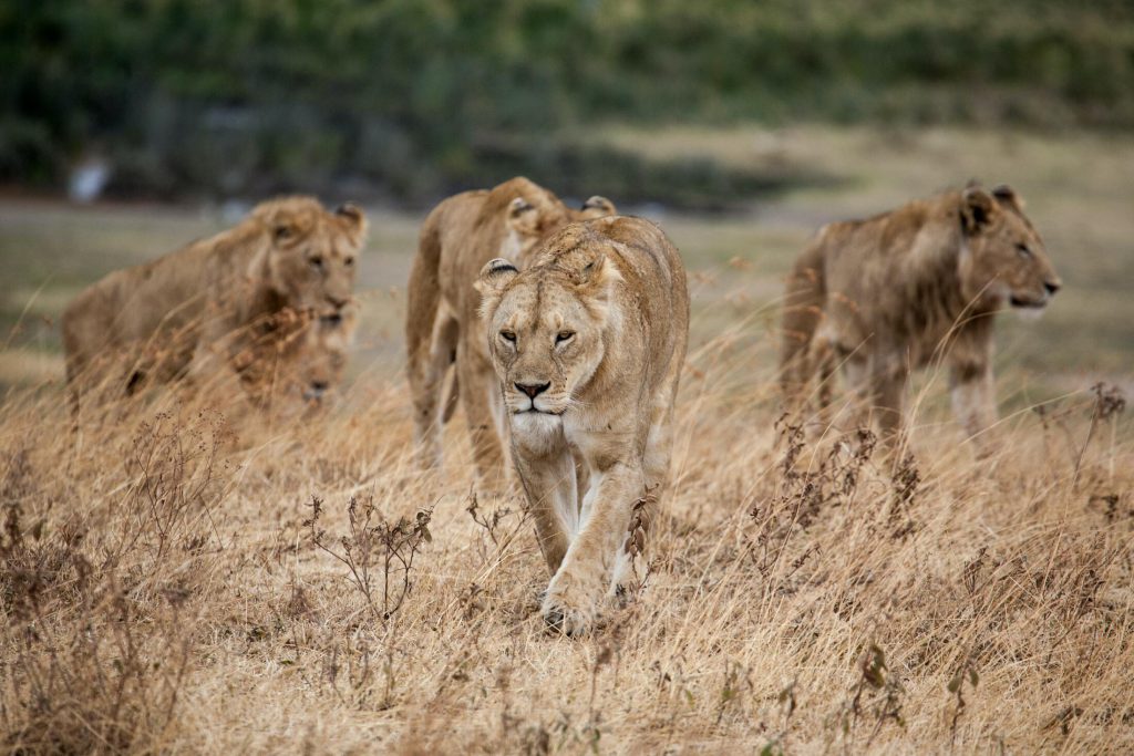 Lionesses-1024x683.jpg