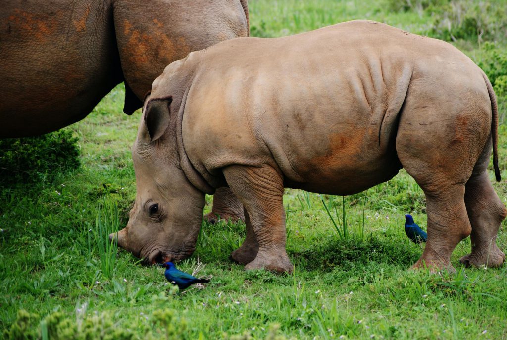 young-rhino-and-blue-birds-1024x686.jpg