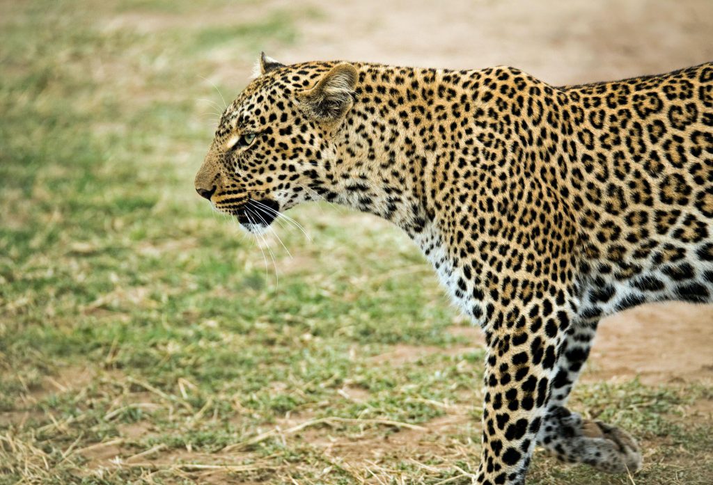 African-leopard-from-the-side-1-1024x697.jpg