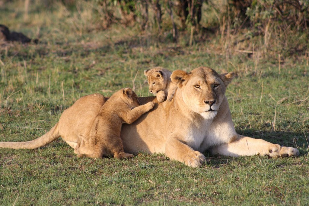 Lioness-and-cubs-1024x682.jpg