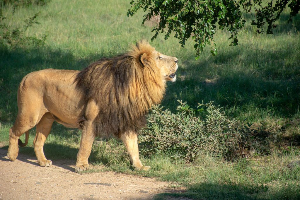 Male-lion-1024x683.jpg