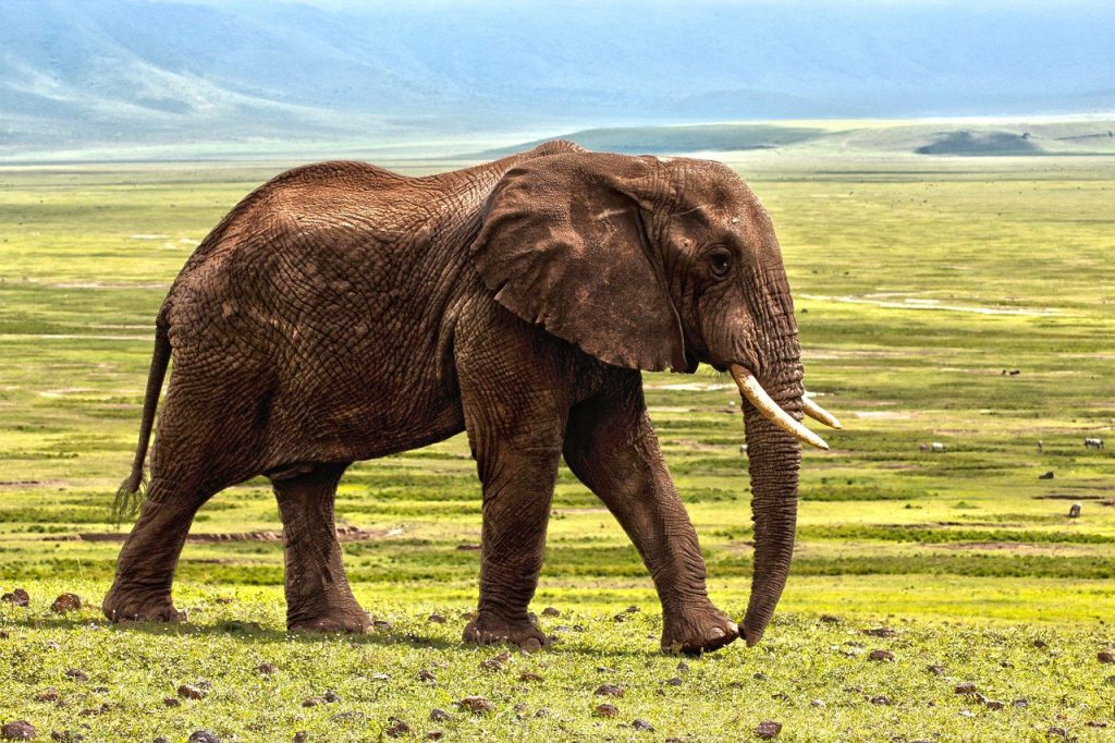 elephant-ngorongoro-crater-1024x682.jpg
