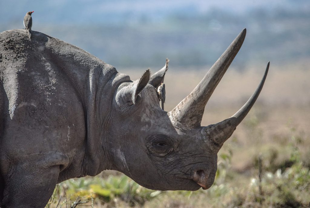 rhino-in-serengeti-1024x689.jpg