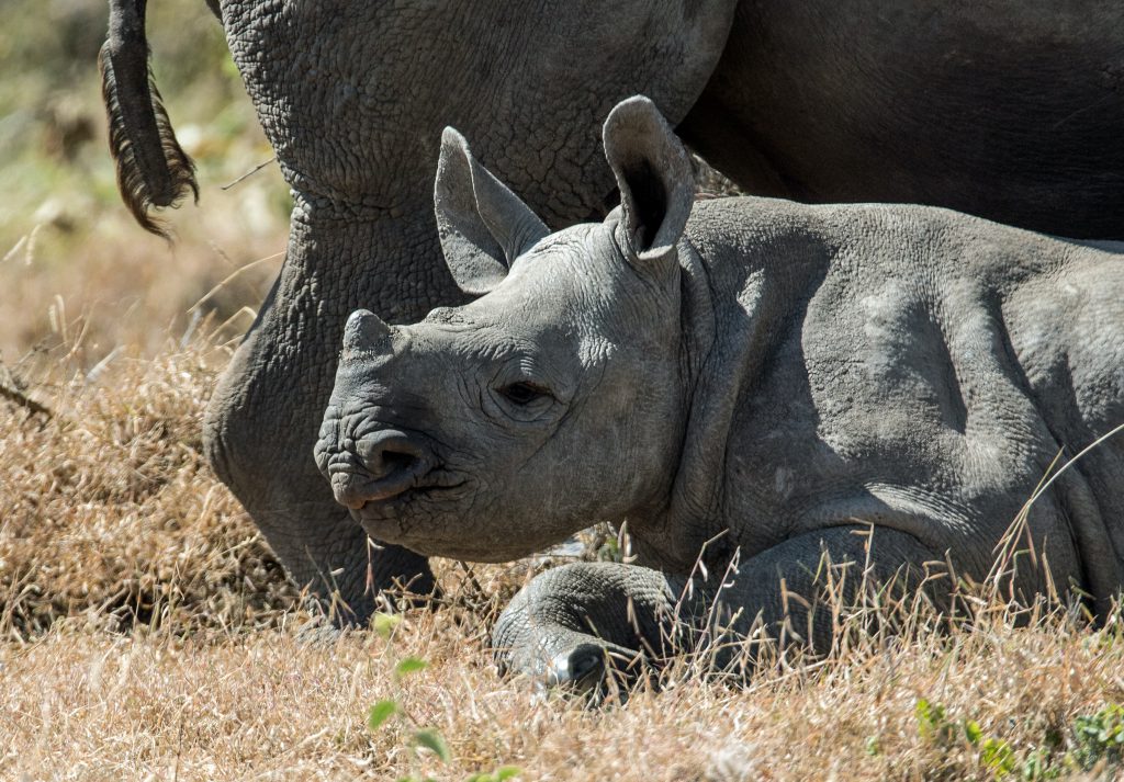 Black-rhino-claf-Kenya-1024x713.jpg