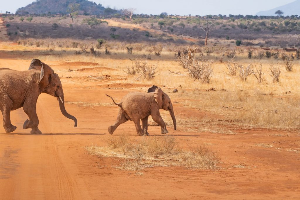 safari-elephants-1024x682.jpg