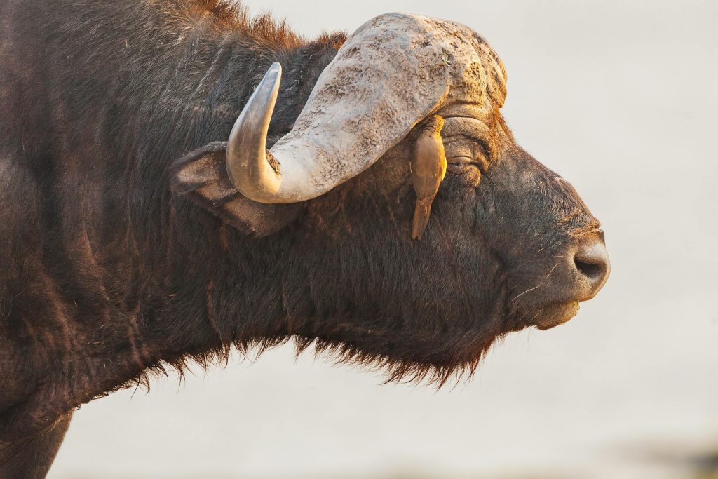 Cape-buffalo-and-oxpecker-1-1024x683.jpg