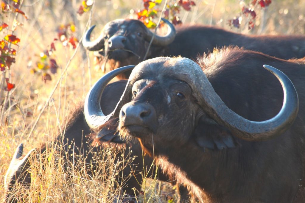 close-up-of-cape-buffalo-1024x682.jpg