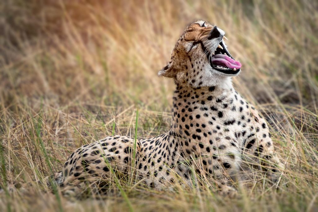Yawning-cheetah-sitting-in-grass-1024x683.jpg