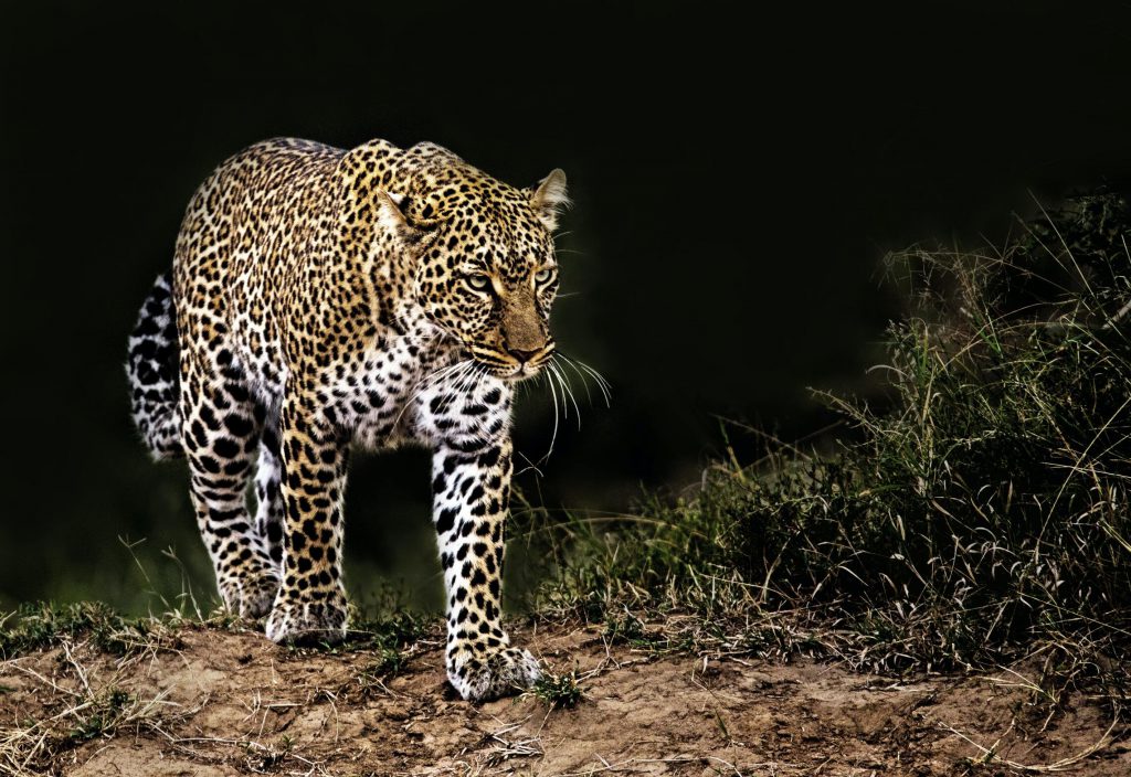 African-leopard-at-night-1-1024x704.jpg