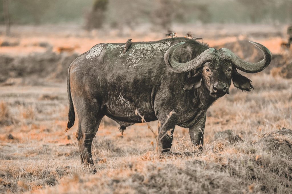 Cape-buffalo-with-birds-on-its-back-1-1024x681.jpg