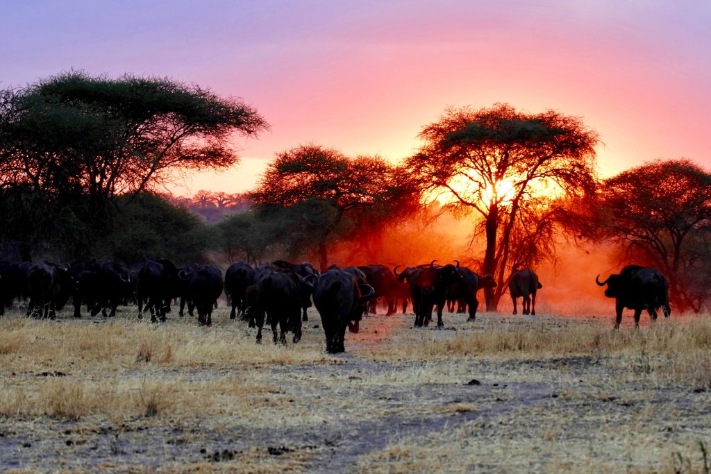Tarangire-National-Park-Cape-buffaloes-1024x683.jpg